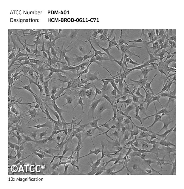 Cell micrograph PDM-401