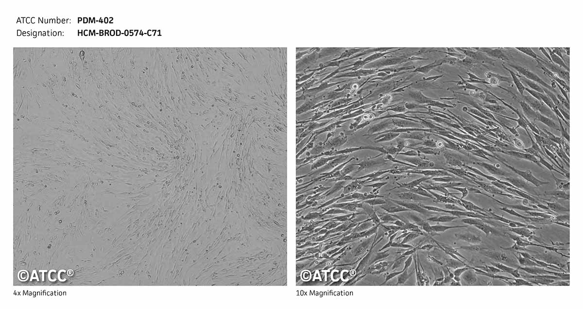 Micrograph ATCC PDM-402