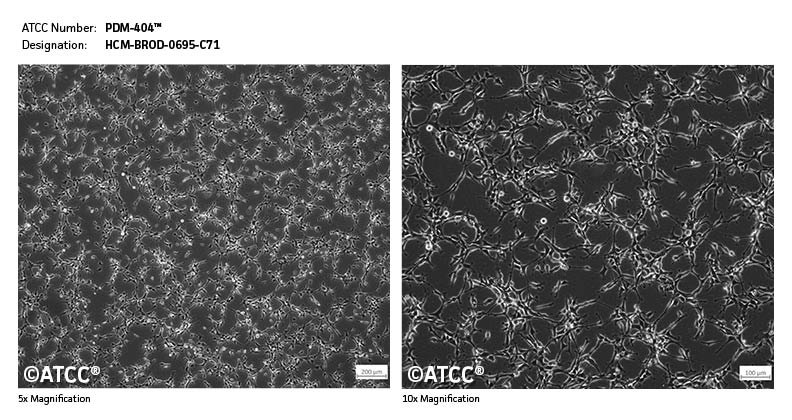 Cell Micrograph of PDM-404