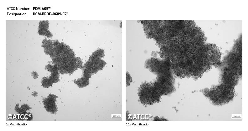 Cell Micrograph of PDM-405
