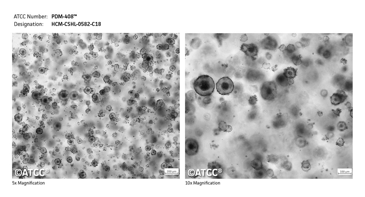 Cell Micrograph PDM-408