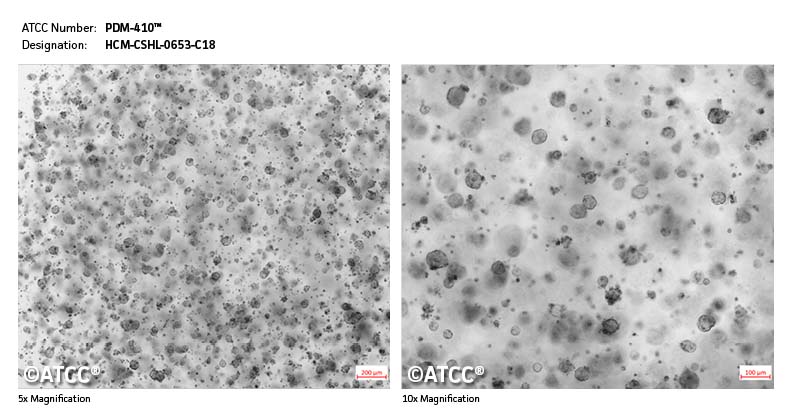 Micrograph PDM-410