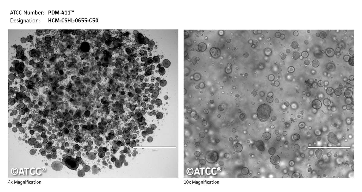 Cell Micrograph of PDM-411