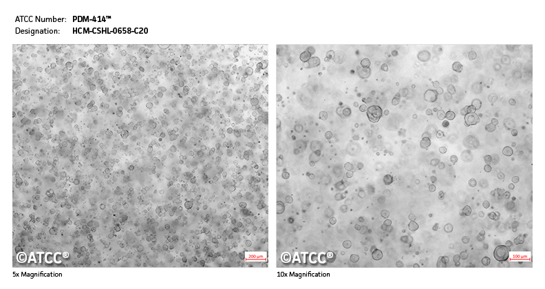 Cell micrograph of PDM-414