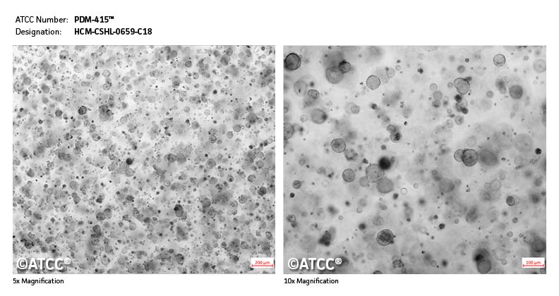 Micrograph PDM-415