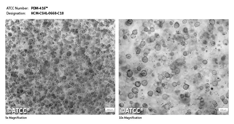 Cell Micrograph of PDM-416