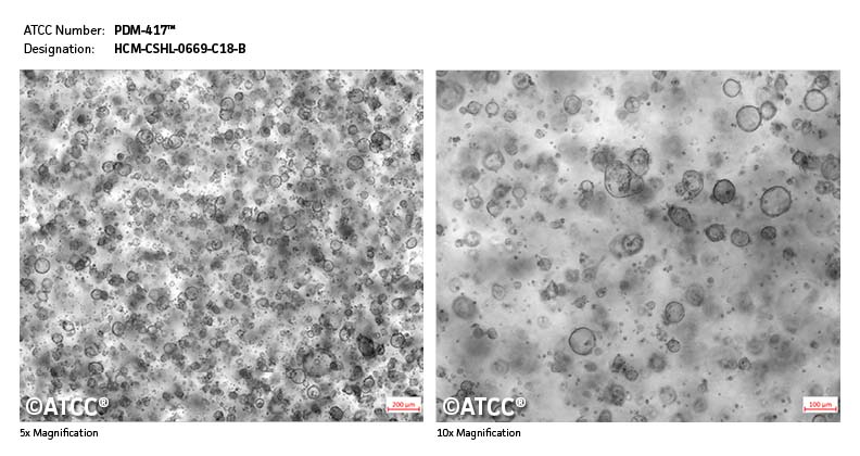 Micrograph PDM-417