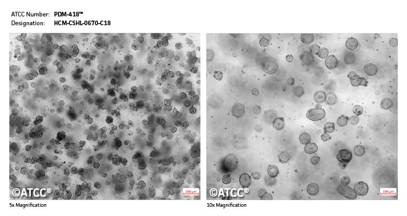 Micrograph PDM-418