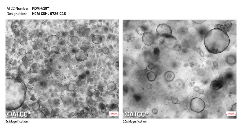 Micrograph PDM-419