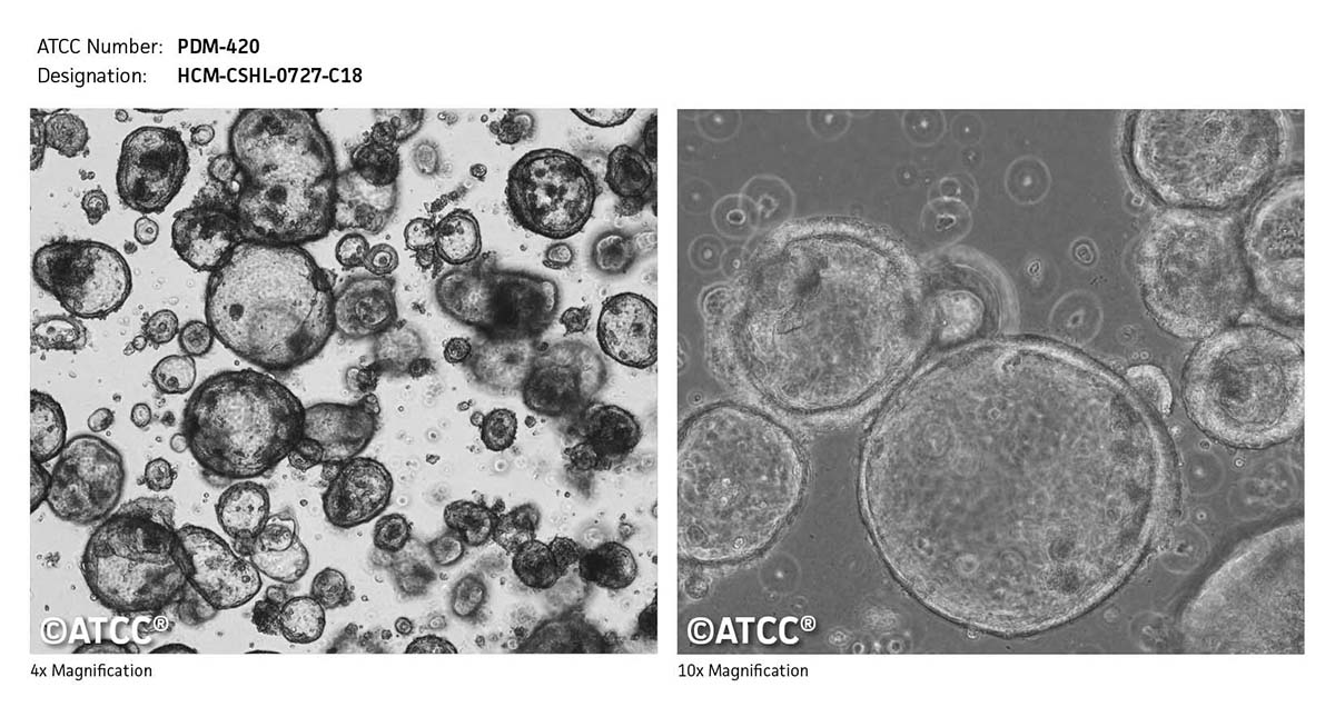 Cell Micrograph PDM-420