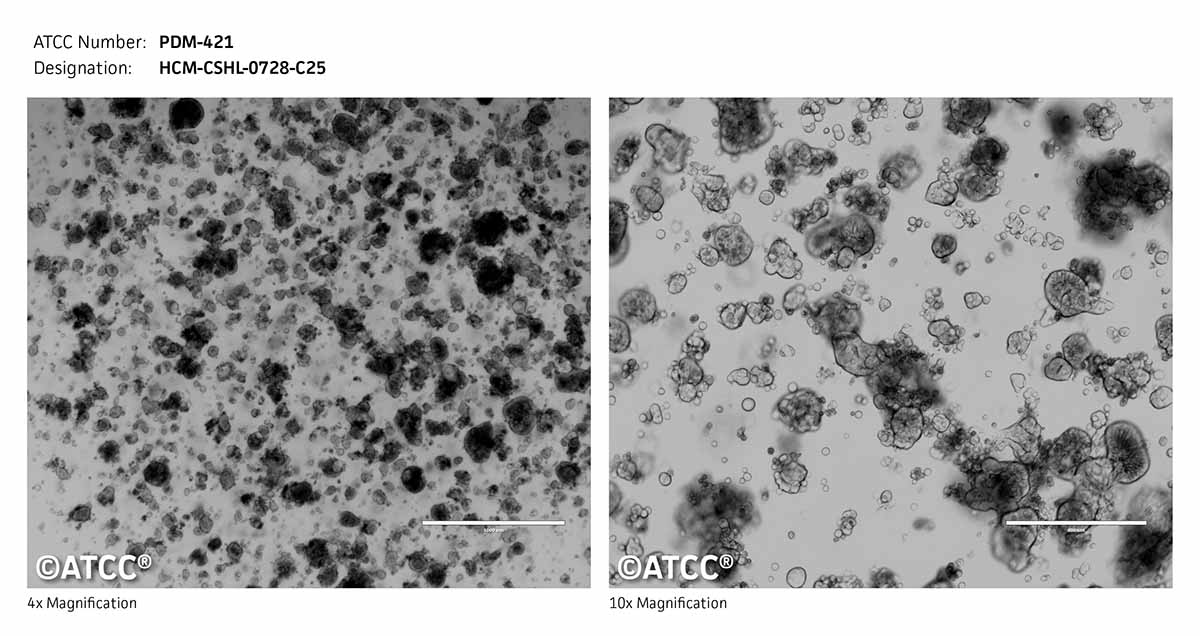 Micrograph ATCC PDM-421