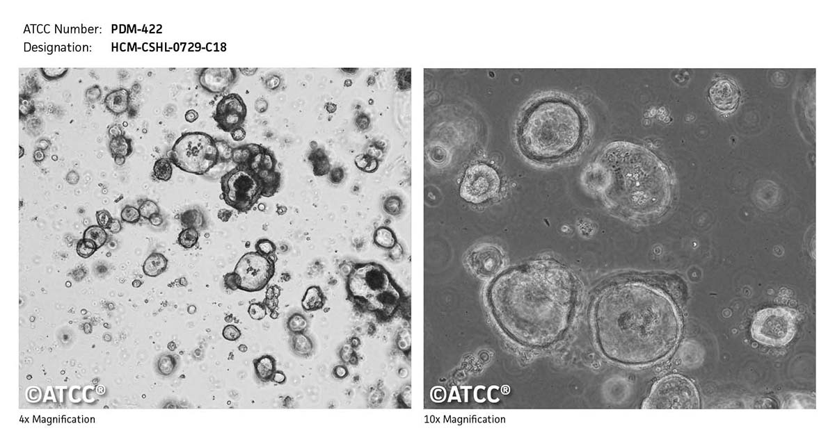 Cell Micrograph PDM-422
