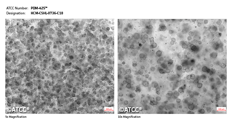 Cell micrograph of PDM-425