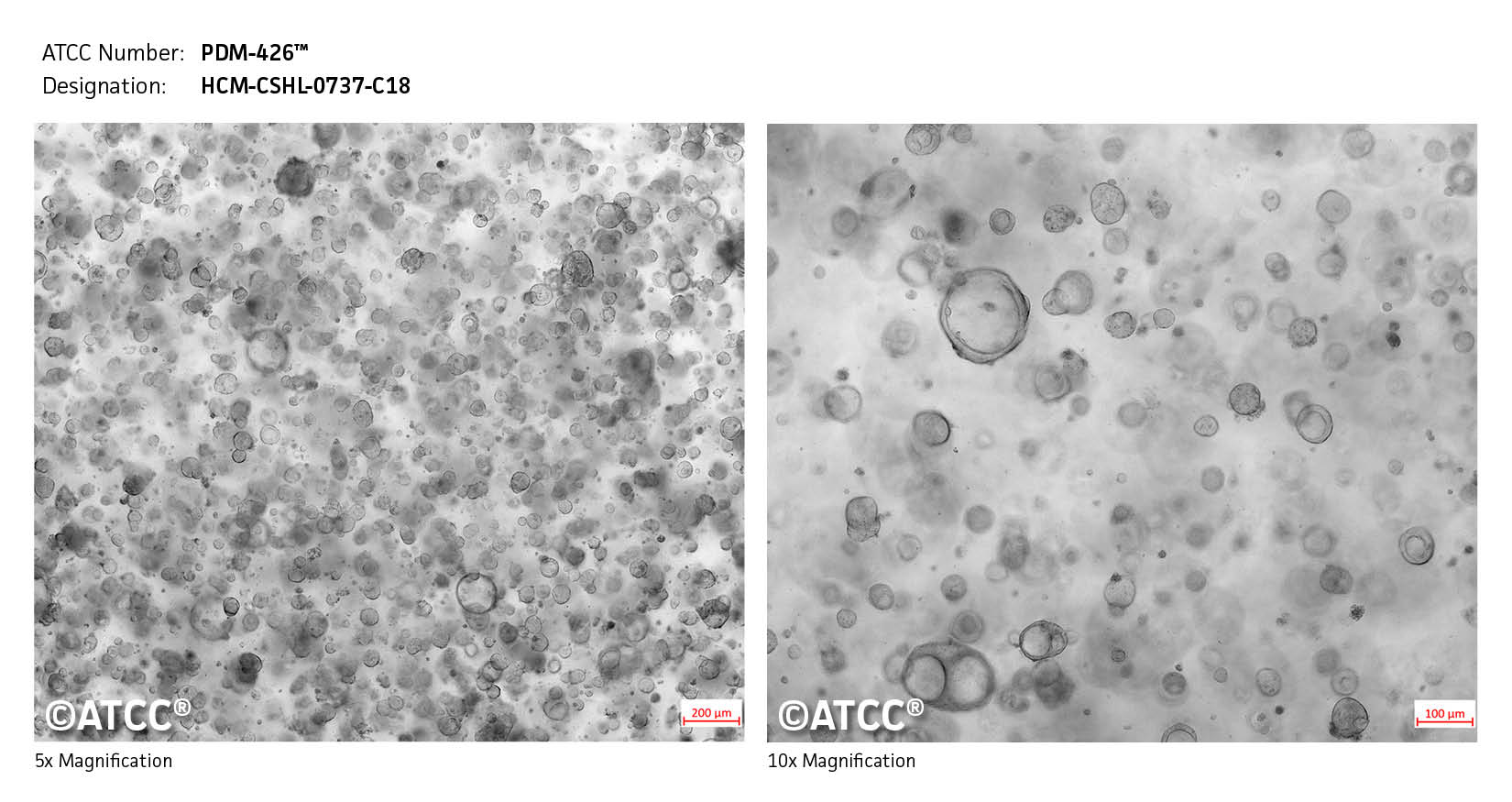 Micrograph of PDM-426