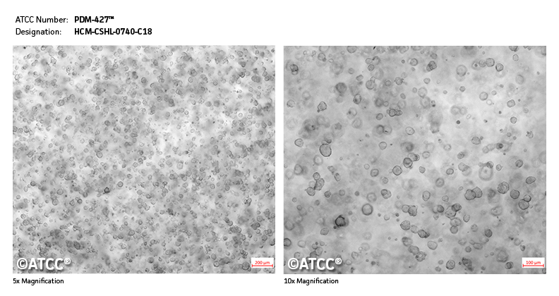 Micrograph of PDM-427