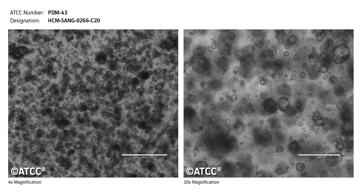 PDM-43 micrograph