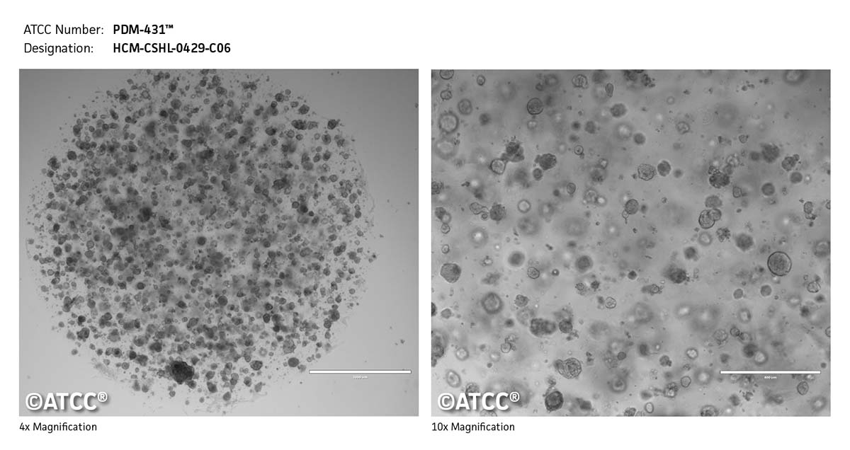 Cell Micrograph of PDM-431
