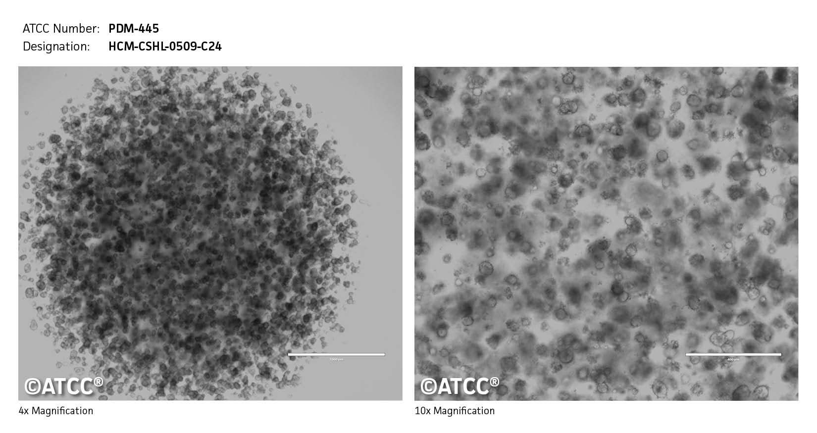 Cell micrograph PDM-445