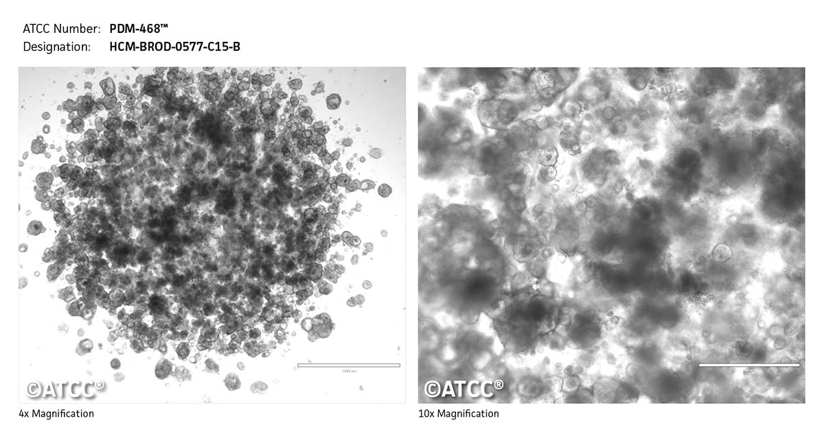 cell micrograph PDM-468