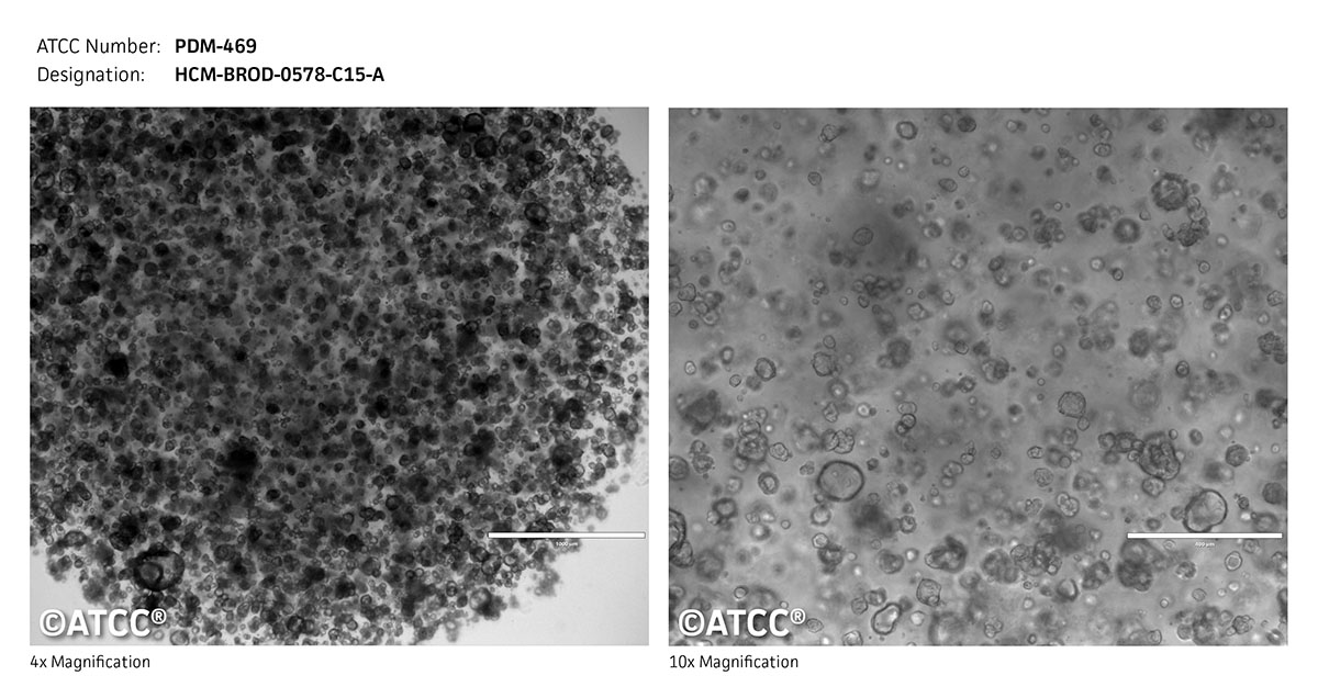 Cell micrograph for PDM-469