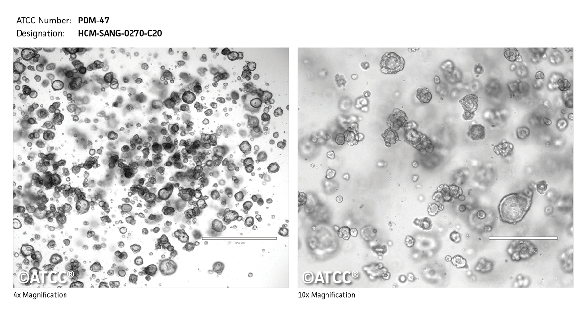 PDM-47 Micrograph