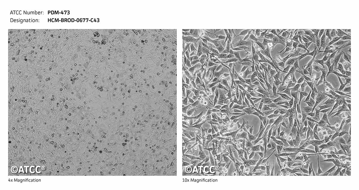 Micrograph ATCC PDM-473