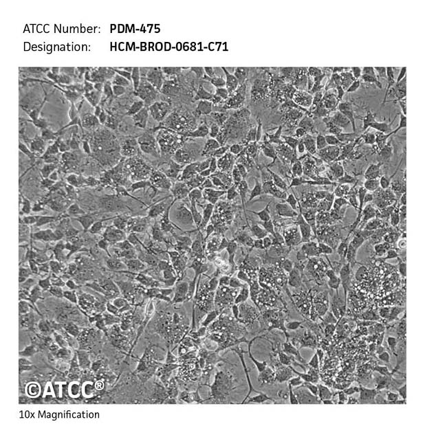 Cell micrograph PDM-475