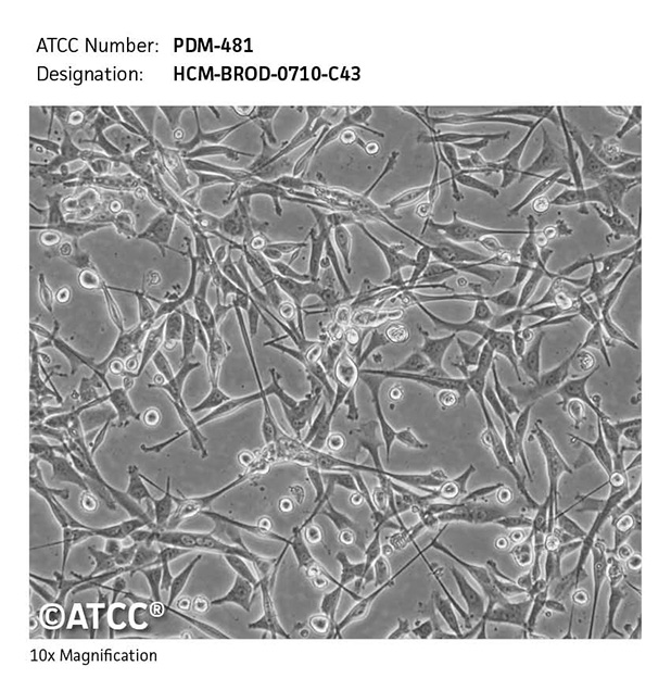 Cell Micrograph PDM-481