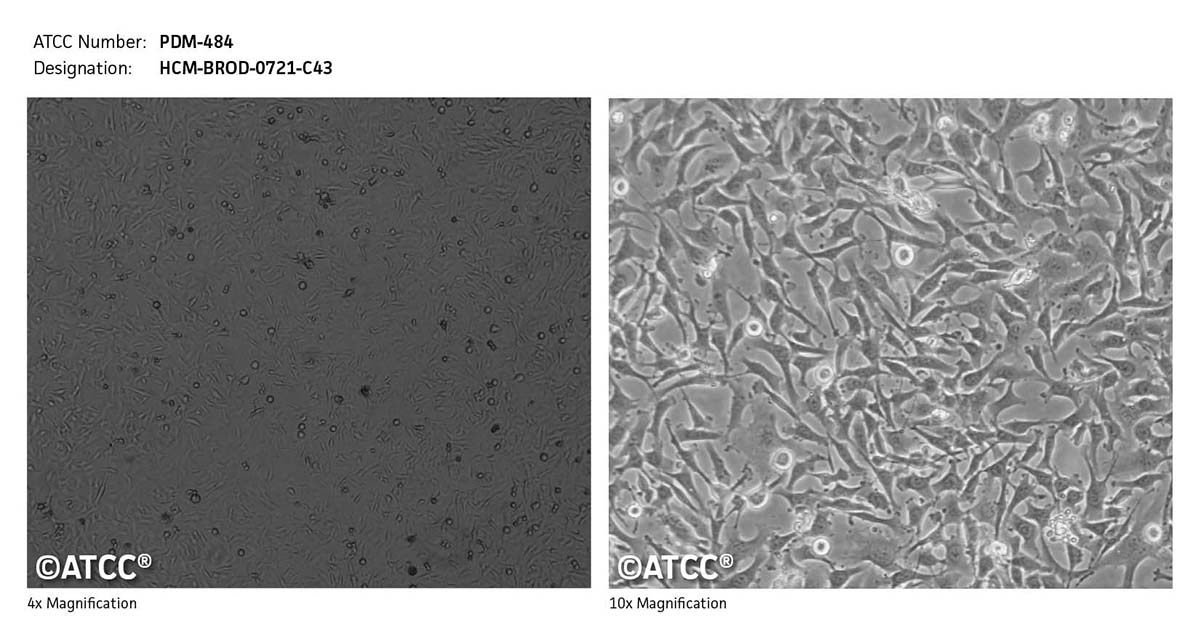 Cell Micrograph PDM-484