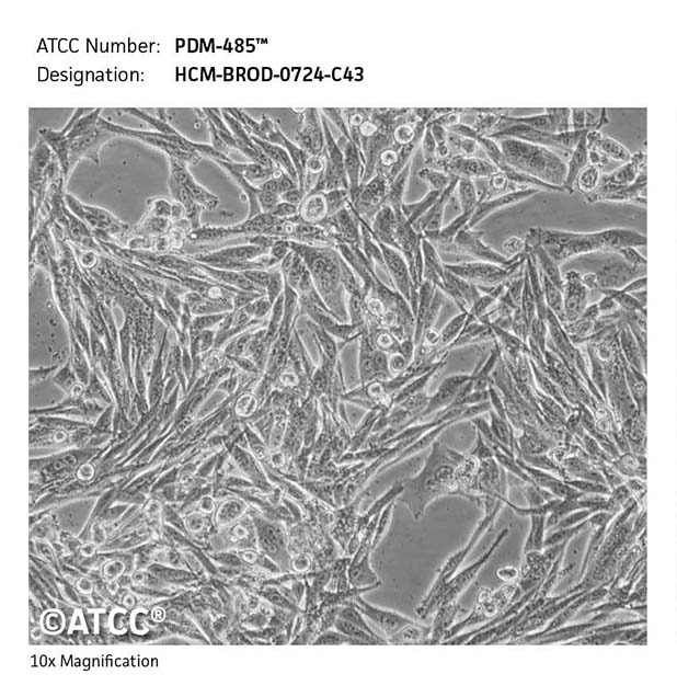 Cell micrograph of PDM-485