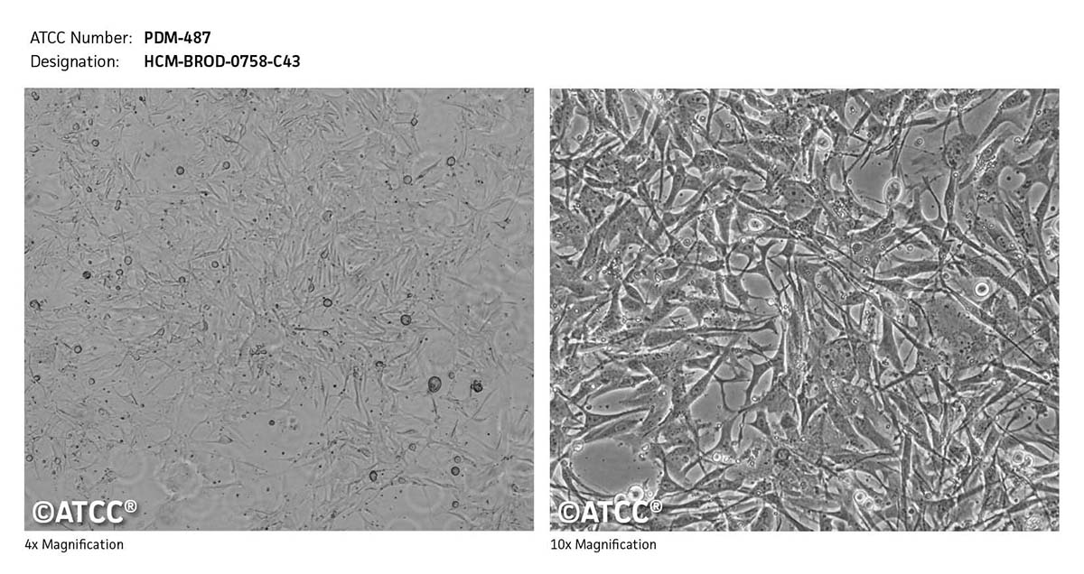 Cell Micrograph PDM-487