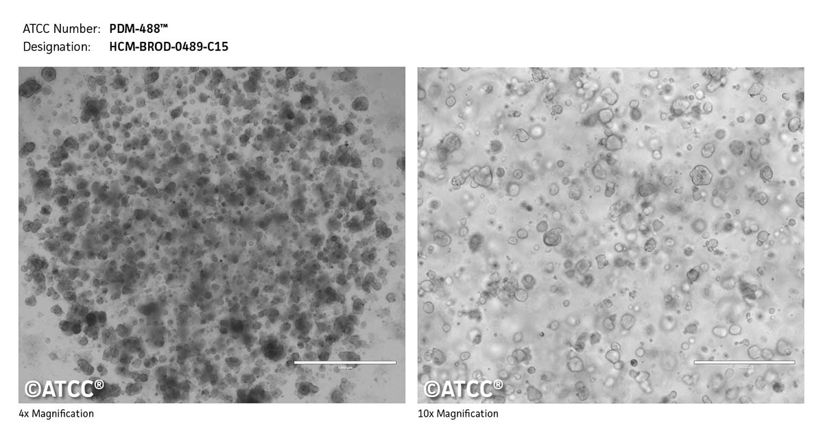 cell micrograph PDM-488