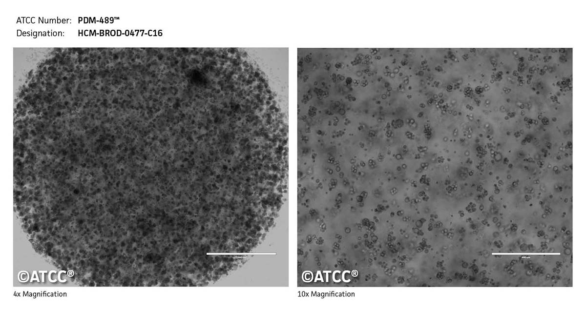 Cell micrograph of PDM-489