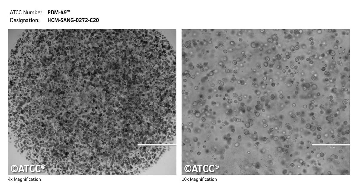 Cell micrograph of PDM-49