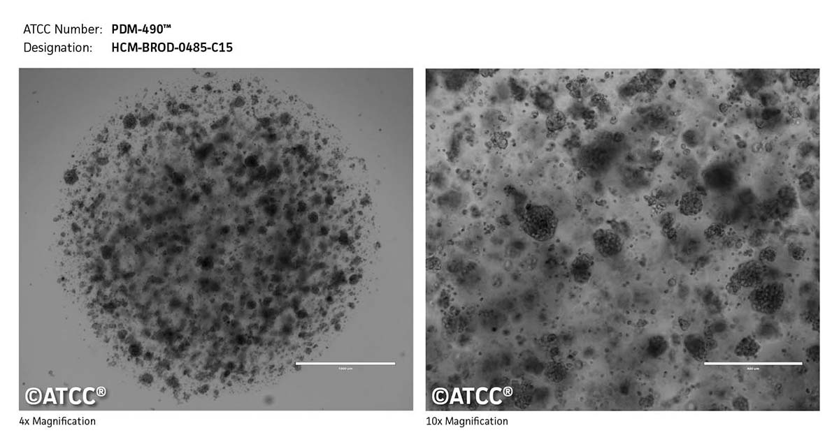 Cell micrograph of PDM-490