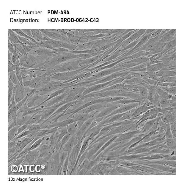 Cell Micrograph PDM-494