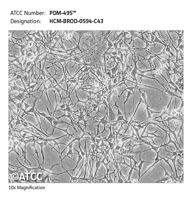 Cell Micrograph of PDM-495