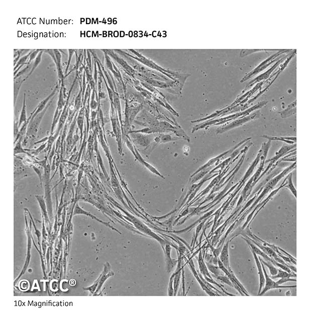 Cell micrograph PDM-496