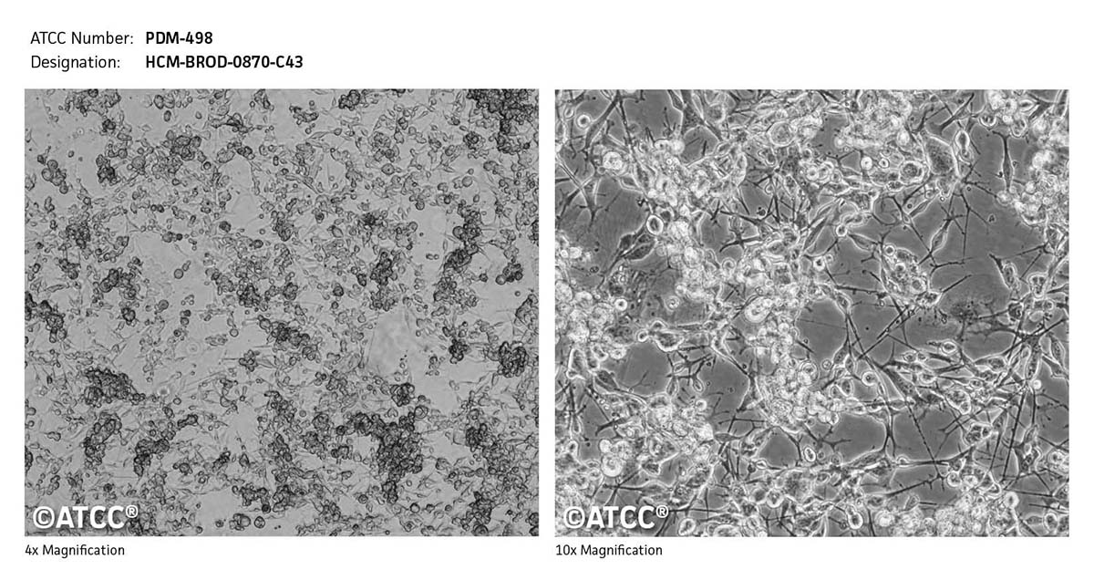 Cell Micrograph PDM-498
