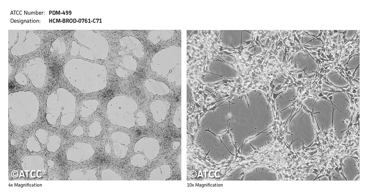 Cell Micrograph PDM-499