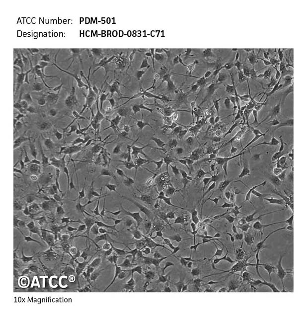 Cell micrograph PDM-501