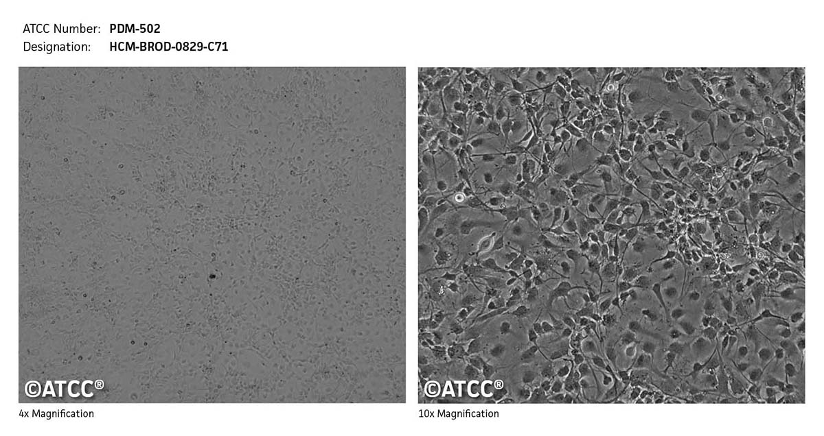 Cell Micrograph PDM-502