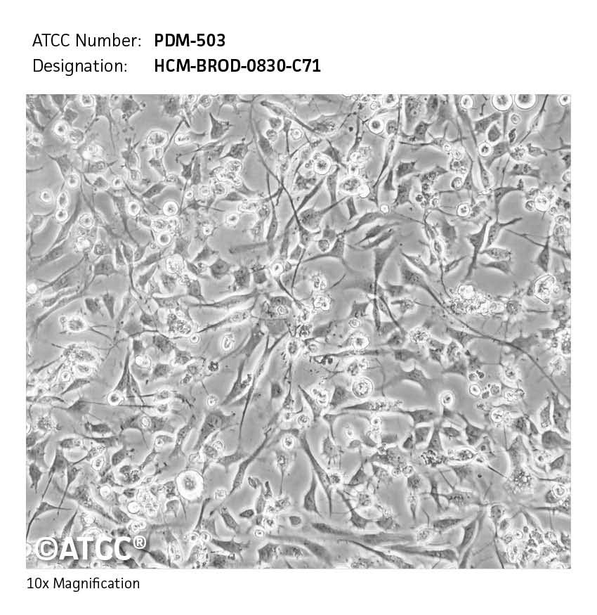 Cell micrograph of ATCC PDM-503