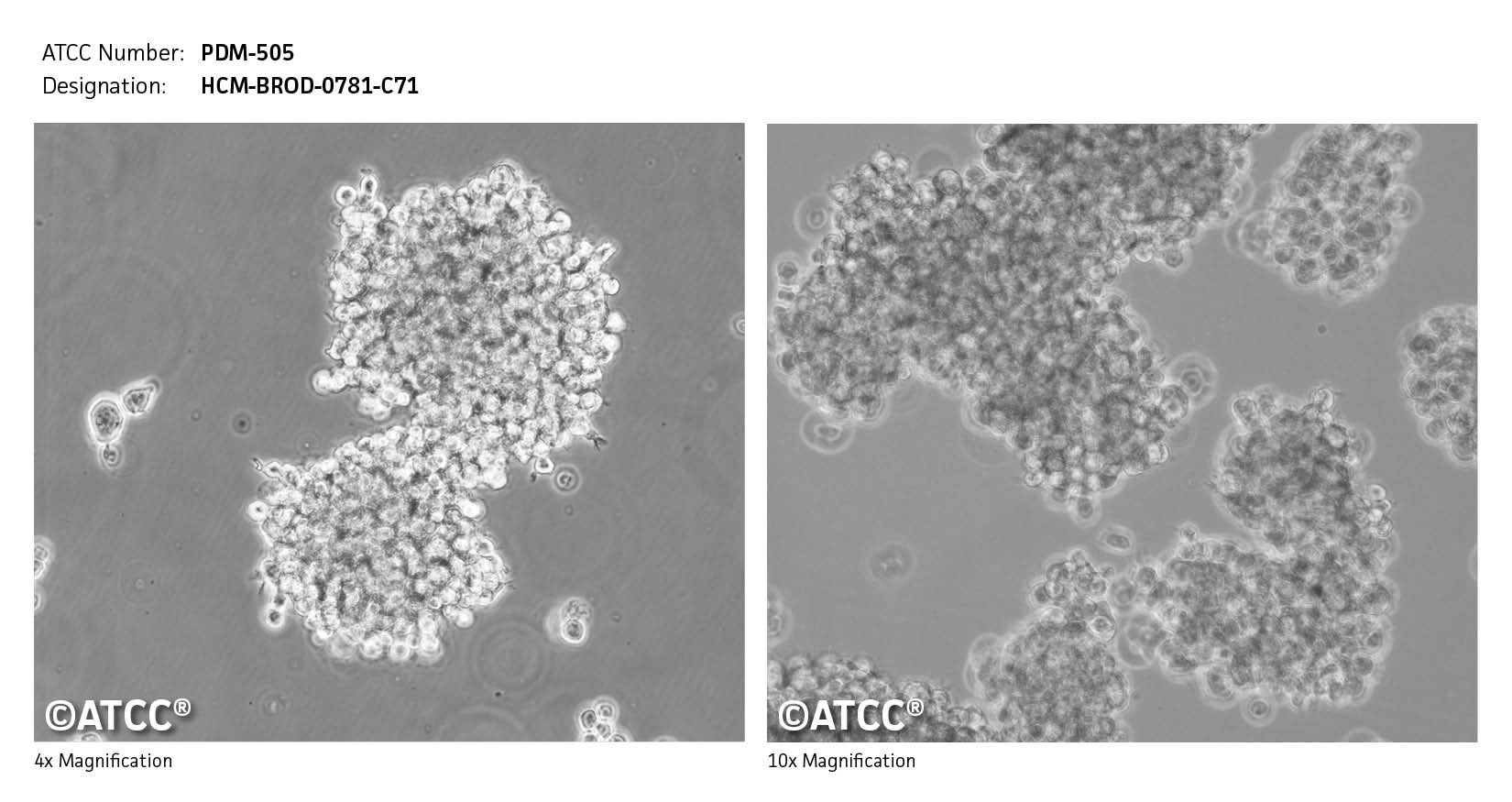 cell micrograph PDM-505