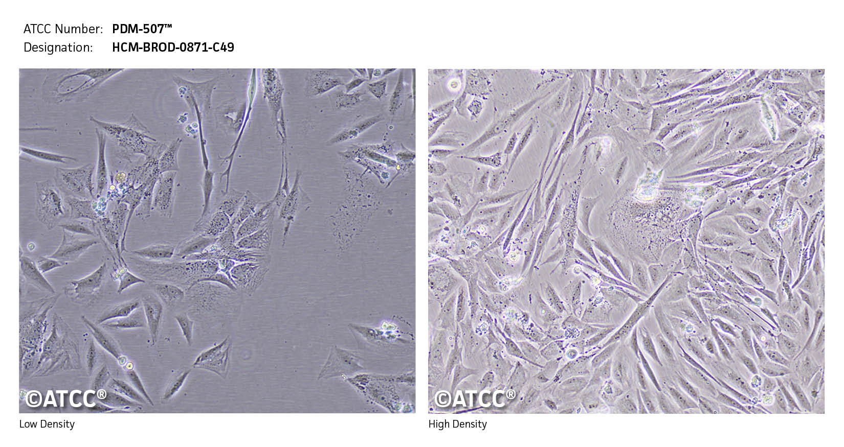 Low High Micrograph of PDM-507