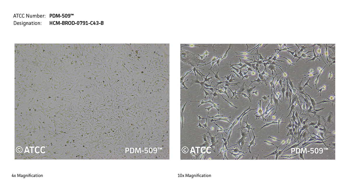 Cell Micrograph PDM-509