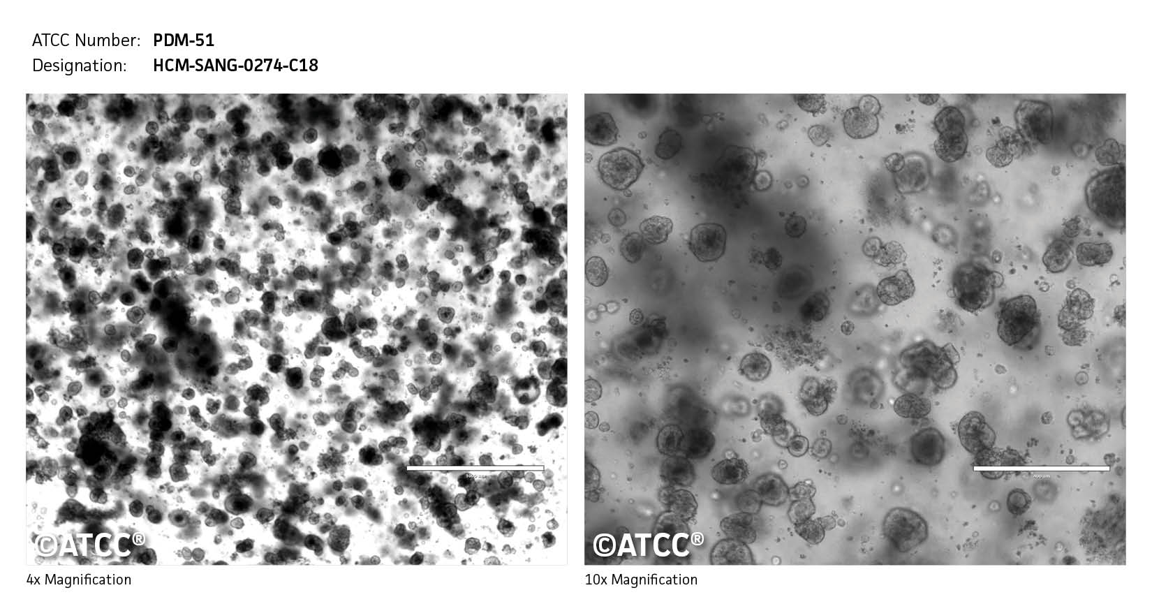 ATCC PDM-51 Cell Micrograph