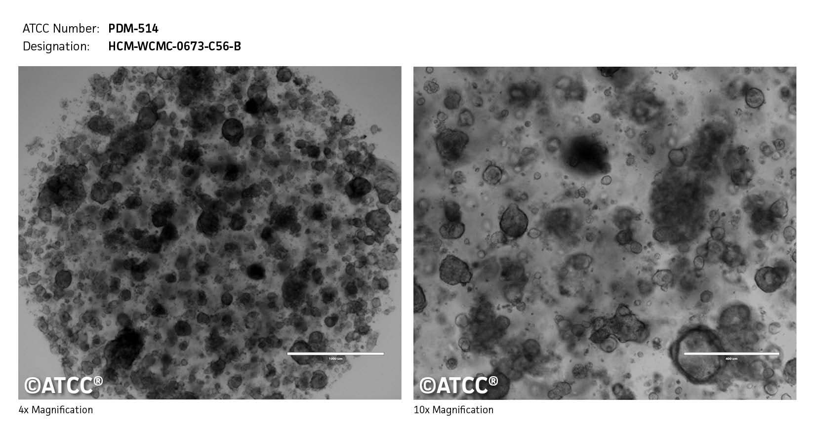 Cell micrograph PDM-514