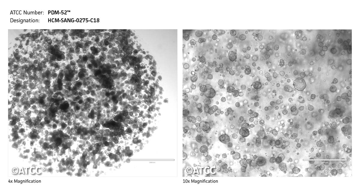 Cell micrograph of PDM-52
