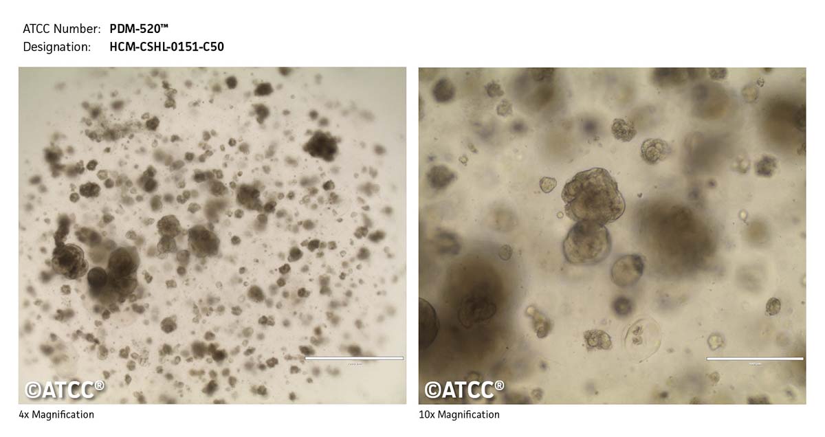 Cell Micrograph PDM-520